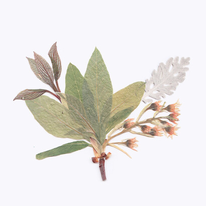 Herbs were prepared before Vidovdan, to open the girls’ eyes and let them see their husbands