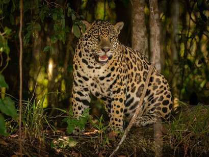 A leopard peers through the underbush in Nagarhole, a wildlife corridor in Karnatka, India