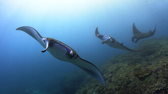 Mantas, ph. Aditya Havelia