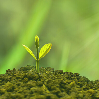 According to Jonathon Porritt, today's non-violent civil disobedience (NVCD) movements are our only hope for changing humanity’s course of self-destruction