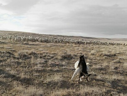 Lucas Foglia, Guarding Sheep, Bitter Creek, Wyoming 2010, © Lucas Foglia