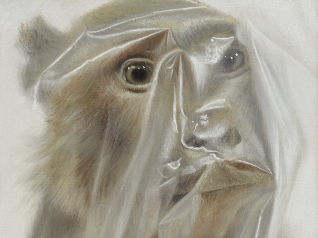 Face Monkey (c) Mark Fairnington, Peter White FXP Photography
