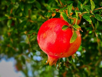 Pé de romã. Eu não sou o Papai Noel e não consigo trazer aquele kit de desejos, amor, paz, saúde, dinheiro, embora todos insistam exageradamente... a criatividade das pessoas poderia ser canalizada para receitas divertidas com minhas sementes, mas não é assim que acontece... todo ano é a mesma coisa...