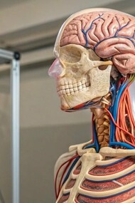 Modelo de estudo anatomicamente perfeito. A tecnologia de impressão 3D está permitindo a criação de próteses personalizadas, estruturas ósseas sob medida e até tecidos como pele e cartilagem. Em breve, hospitais poderão contar com bancos de tecidos bioimpressos, o que reduziria significativamente a dependência de doadores e aceleraria processos de reconstrução cirúrgica