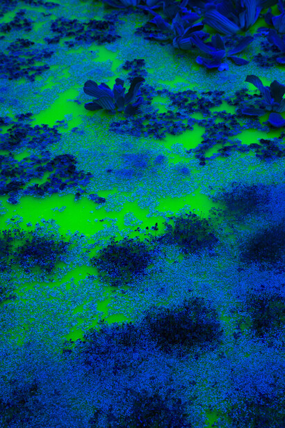 Olafur Eliasson, Life, installation view. Photo by Pati Grabowicz