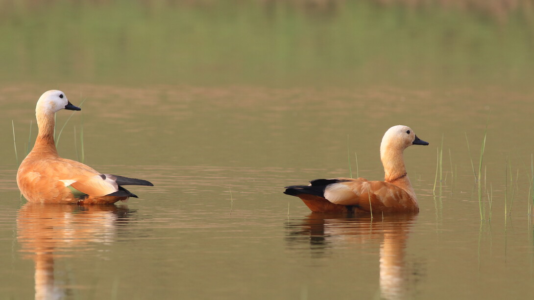 Ruddy Shelducks allow a close approach on river safaris © Gehan de Silva Wijeyeratne