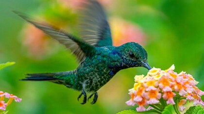 Vickie Frémont was inspired by the African tale of the hummingbird bird, bringing one drop of water at a time to put out a fire