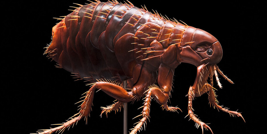 Keller’s Insect Models. Courtesy of Museum für Naturkunde