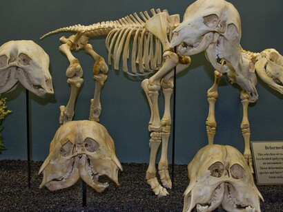 Museum Environment. Courtesy of Museum of Osteology