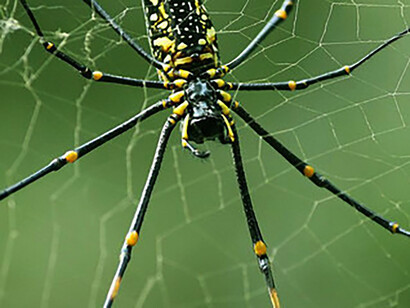 La poderosa ragnatela di una nephila, uno splendido ragno grande come una mano aperta, assai comune in Indonesia