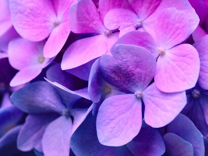 Violeta