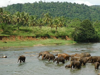 Pinnawala, elephants bathing
