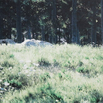 Grant Stevens, Forest view 7, 2026. Courtesy of Sullivan+Strumpf
