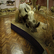 Mammals, exhibition view. Courtesy of National Museum Bloemfontein