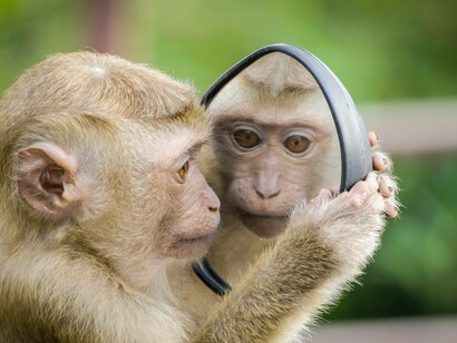 Monkey reflections