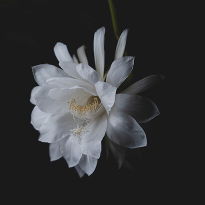 Ha compreso presto quanto sia profonda la distanza tra una decisione razionale e il vissuto emotivo