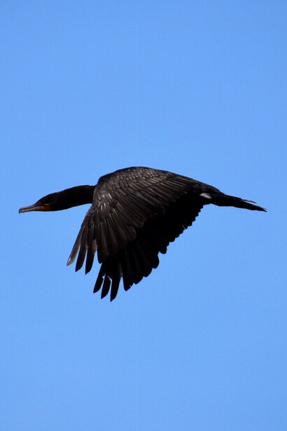 La scrittura come tentativo di uscire dal dolore e dagli stenti