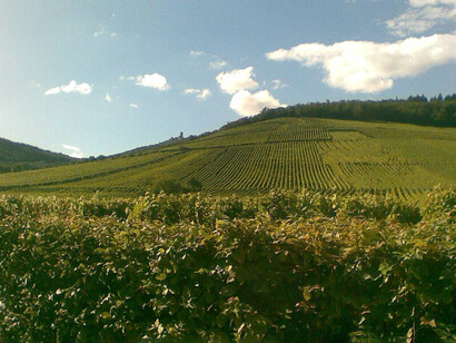 Vista su una collina dove ci sono dei vigneti, Alsazia, Francia