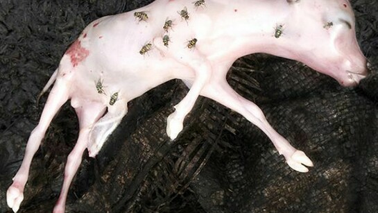 Alex Van Gelder, Meat Portrait #026, 2012, © Alex Van Gelder. Courtesy the artist and Hauser & Wirth