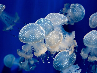 Un gruppo di meduse nel Mediterraneo