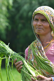 Climate Smart Village project under the CGIAR Research Program on Climate Change, Agriculture, and Food Security (CCAFS), South Asia program, in Vaishali, India. Photo credit: V. Reddy