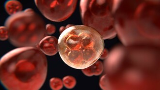 Ilustración de la meiosis, proceso de reproducción celular en el que las proteínas, en tanto que elementos constitutivos de los cromosomas, juegan un papel fundamental