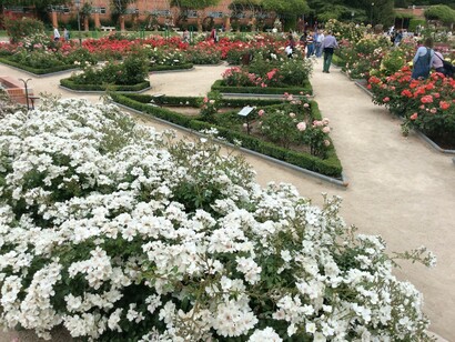 Madrid. Rosas blancas en la rosaleda del Parque del Oeste
