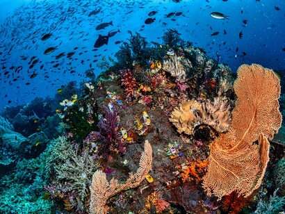 Lush underwater coral formations bursting with colour, symbolising the nation’s rich marine ecosystems