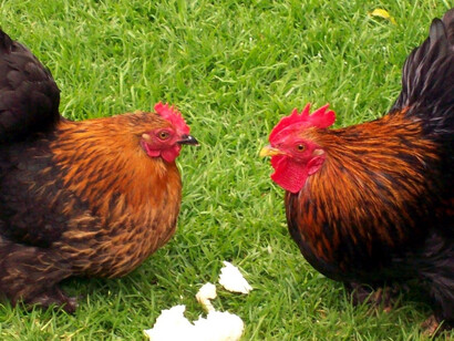 Breda. Gallos y gallinas en el parque Valkenberg 