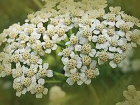 Achillea millefolium. No restaurante Mugaritz foram listadas vinte e duas espécies e no restaurante Noma vinte e três, sendo que apenas seis são usadas em ambos os restaurantes: milefólio (Achillea millefolium), alho-dos-ursos (Allium ursinum), alho-das-vinhas (Allium vineale), N/D (Oxalis acetosella), morugem (Stellaria media) e trevo-comum (Trifolium pratense)