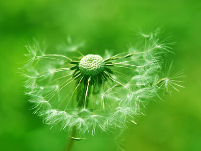 La tenerezza è ascolto di una lingua senza parole