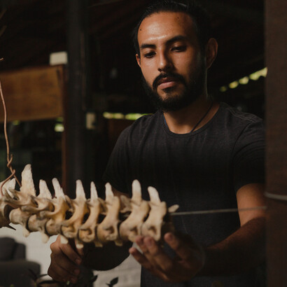 Vértebras de dinossauro são colocadas em ordem 