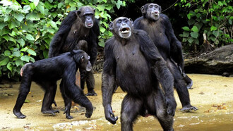 Lo scimpanzé è l’animale vivente con cui abbiamo più cose in comune di qualsiasi altro
