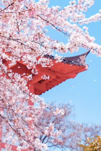 Xuanwu Lake, China, cherry blossoms