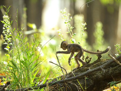 A baby monkey learning about his surroundings and how to become a member of his animal society