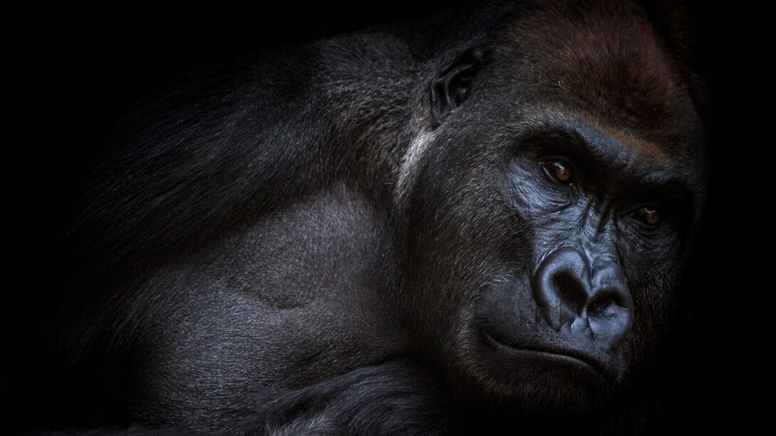 Jefes que se comportan como gorilas (con perdón para los gorilas)