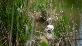 En La Ricarda se mezclan agua dulce y salada, lo que crea un ecosistema complejo, especialmente propicio para las aves