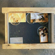 Dornith Doherty. Courtesy of Amon Carter Museum of American Art