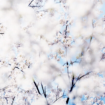 Risaku Suzuki. Serie Sakura, 2007