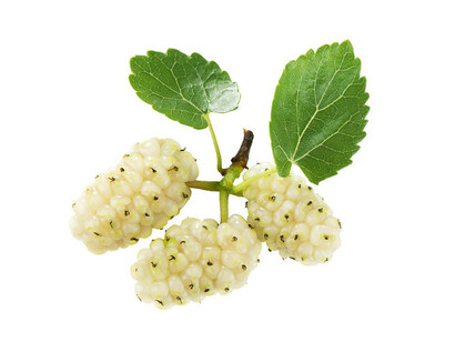 Il gelso è un meraviglioso albero da ombra