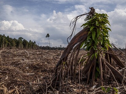 Sempre più a rischio le specie arboree di tutta la terra