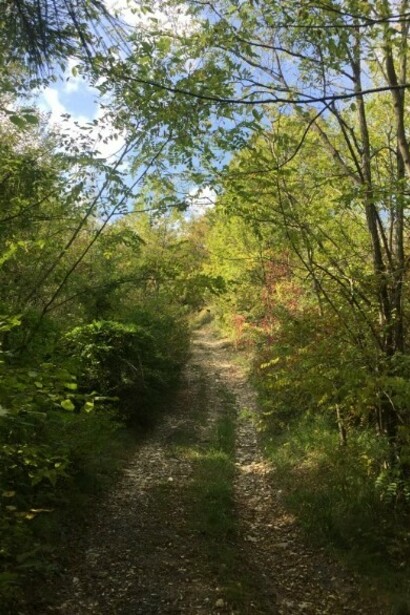 Bosco di latifoglie, Appenino Parmense