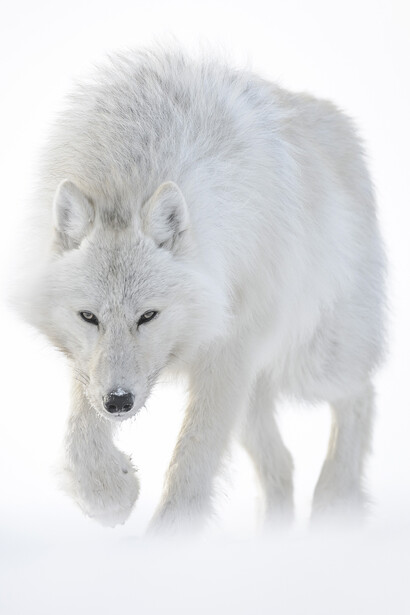 Le incredibili immagini di Vincent Munier raccolte nello splendido volume 'Artico' 