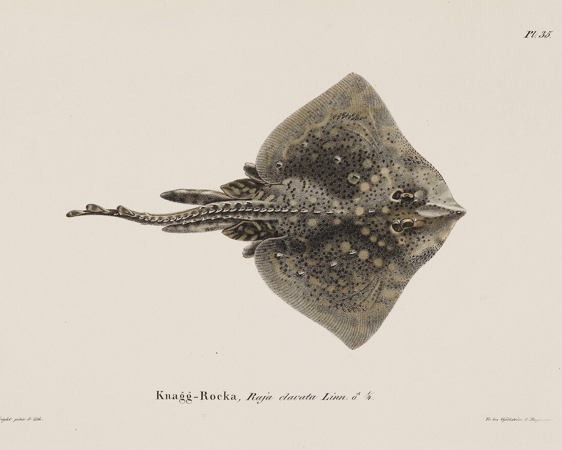 Wilhelm von Wright: Thornback Ray, Male, 1836–1857. Finnish National Gallery / Ateneum Art Museum. Photo: Finnish National Gallery / Ainur Nasretdin