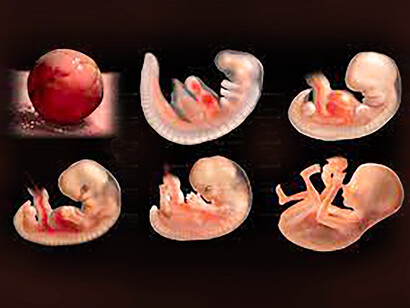 Préformation. La préformation estime que le germe contient tous les organes en miniature, tellement petits qu’on ne peut pas les voir, et que le développement n’est que le déploiement, suivi de la croissance, de ces organes préformés