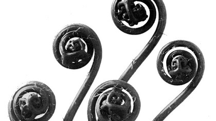 Blossfeldt, Karl. Adiantum pedatum