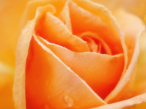 Su kanji (círculo),  dibuja una flor que nace de la voluntad en la otra orilla del mundo. Rosa Yume, Japón