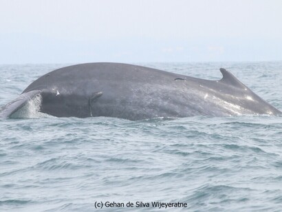 Watching Blue Whales in Mirissa © Gehan de Silva Wijeyeratne