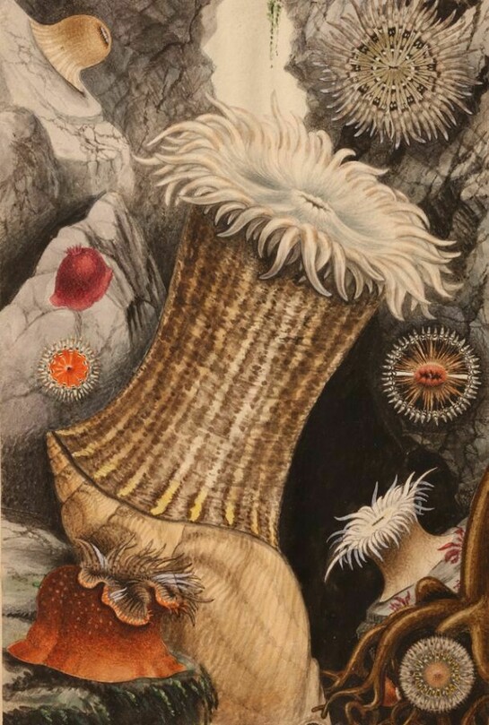 Philip Henry Gosse, Illustrations for Actinologia Britannia, Plate II, c.1858-60, © Heini Schneebeli, Courtesy of Horniman Museum and Gardens