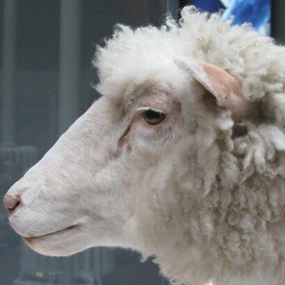 Dolly fue el primer mamífero clonado a través de la técnica de clonación reproductiva